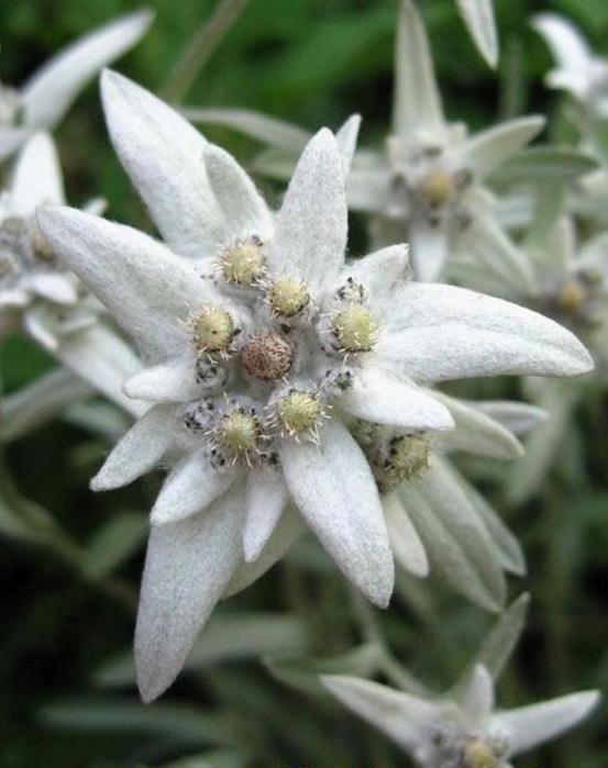 Цветы эдельвейс фото в дикой природе описание