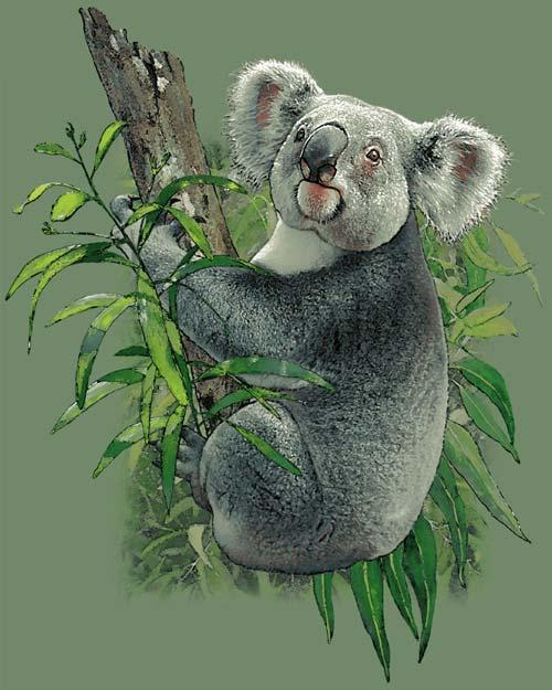Схема вышивки коала