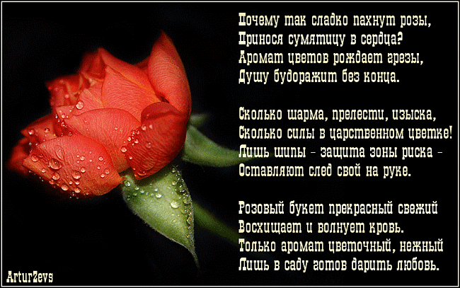 Стихи о Розе короткие красивые. Стих про розу. Стихи про розы короткие. Афоризмы про розы и женщин.