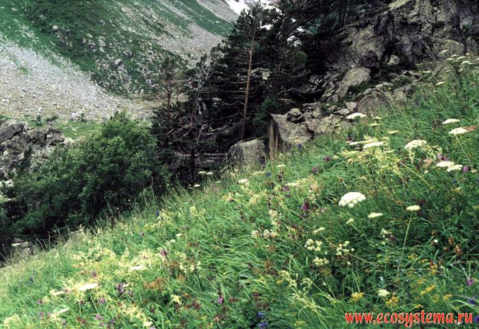 Субальпийские Луга Курильские острова