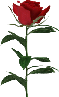 1 roze (200x331, 18Kb)
