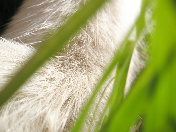 P9120116 (700x525, 95Kb)