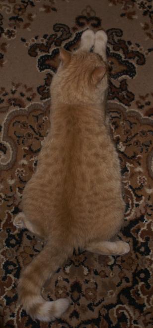  (308x659, 29Kb)