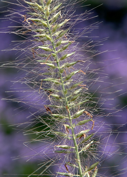 fiore1350 (500x700, 129Kb)