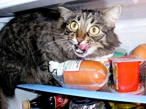  (500x375, 63Kb)