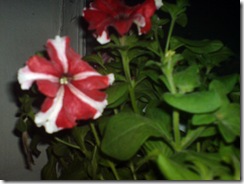 DSC00700