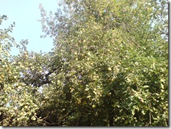 DSC00737