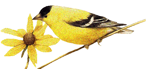  (500x239, 117Kb)