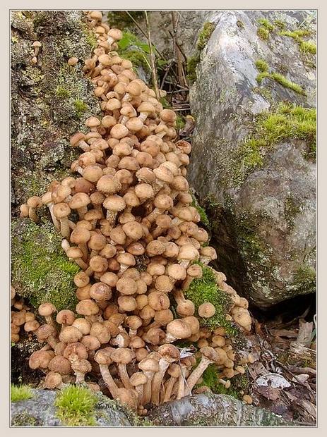  (463x620, 123Kb)