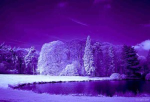 Purple_Snow-300x204 (300x204, 18Kb)