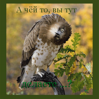 43258115_sova_chyo_delaete (400x400, 87Kb)