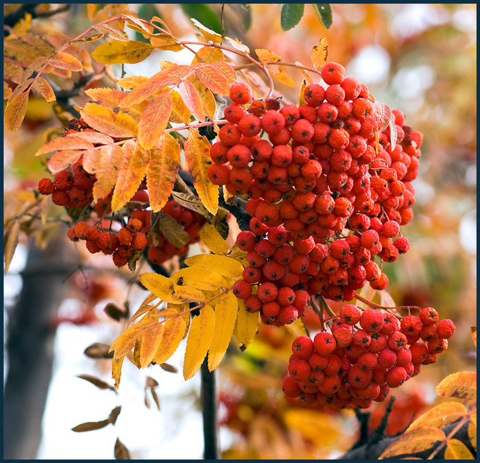 1256674272_3459659_large (700x675, 234Kb)