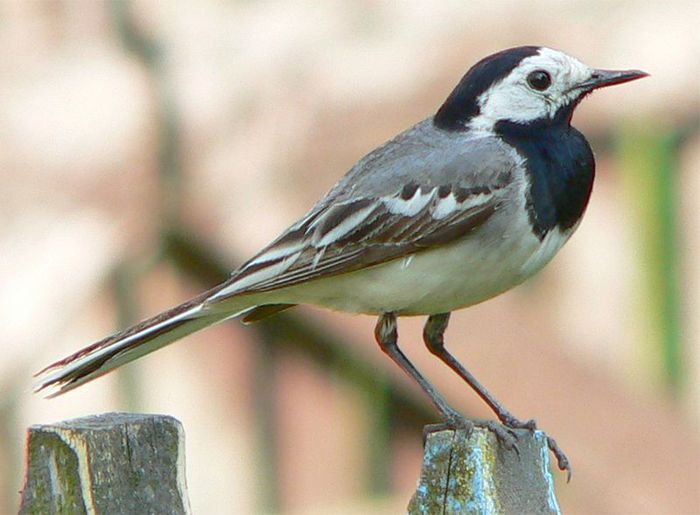   (Motacilla alba)