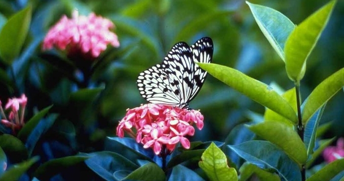 40459184_butterfly9 (698x368, 178Kb)