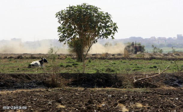       Karuturi  ,  , 6  2009.