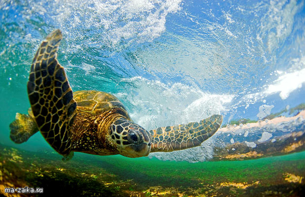   Surf   Little.