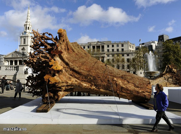  " " (Ghost Forest)    , 16  2009.