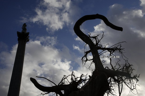  " " (Ghost Forest)    , 16  2009.