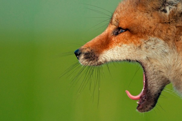  (600x399, 48Kb)