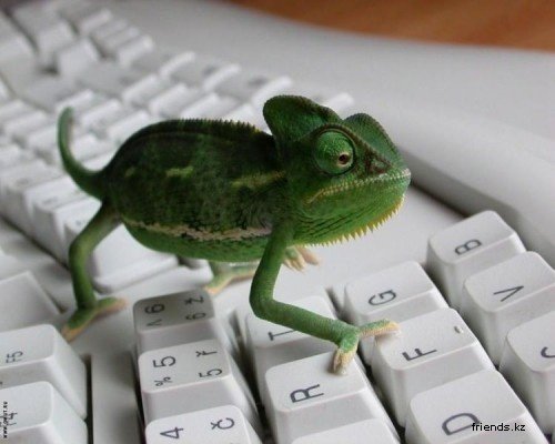  (500x400, 33Kb)
