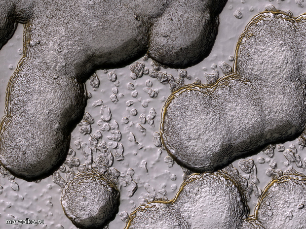   :   Mars Reconnaissance Orbiter  .