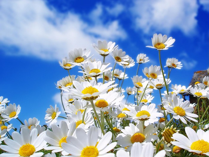 Nature_Flowers_Spring_Daisy__Flowers_008342_ (700x525, 107Kb)