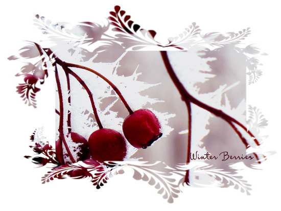 Winter Berries 1 (550x413, 309Kb)