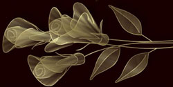  (250x126, 32Kb)