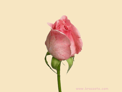 роза одна (400x300, 599 Kb)