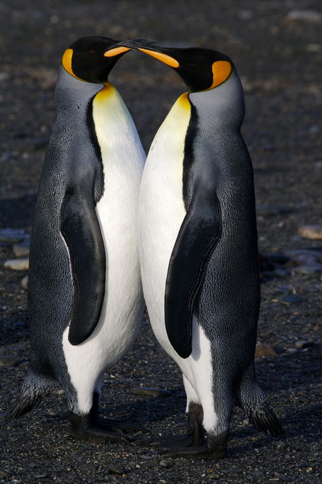  (465x699, 107Kb)