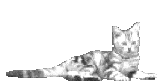  (164x81, 80Kb)