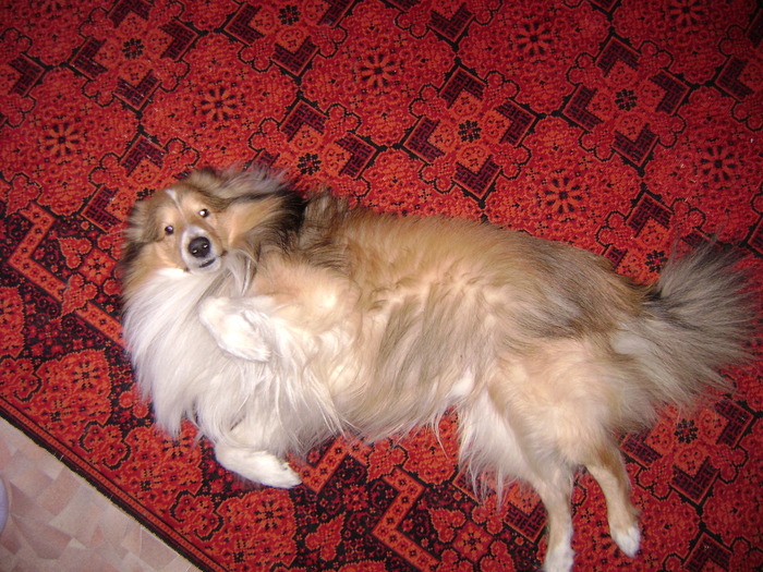 DSC03483 (700x525, 187 Kb)