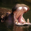 Hippo  (120x120, 7 Kb)