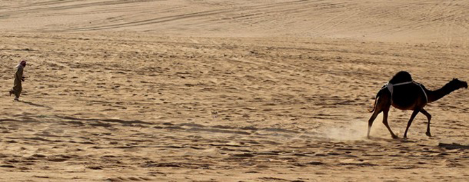   /     (Mazayin Dhafra Camel Festival / Camel Beauty Contest), , -, 8  2010 .