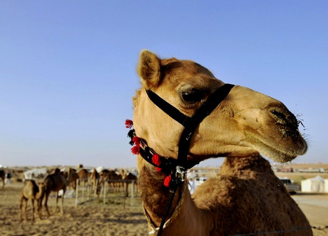   /     (Mazayin Dhafra Camel Festival / Camel Beauty Contest), , -, 8  2010 .