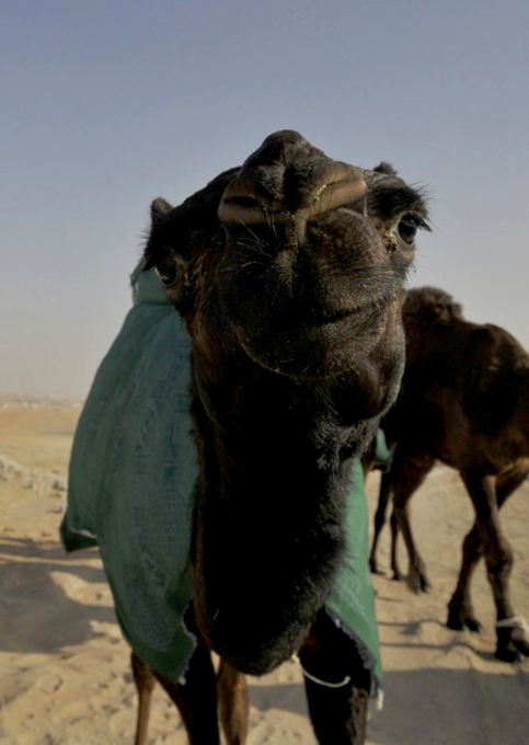   /     (Mazayin Dhafra Camel Festival / Camel Beauty Contest), , -, 8  2010 .