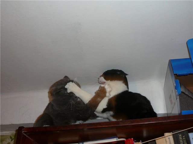  (640x480, 37Kb)