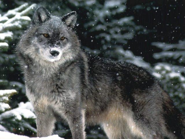 (640x480, 54Kb)