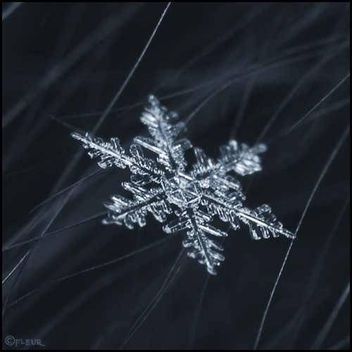  (500x500, 155Kb)