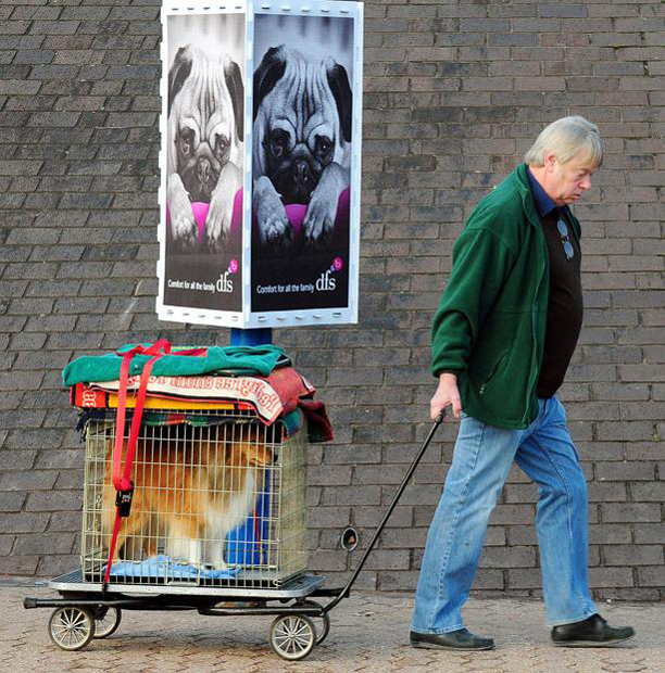  (Crufts) -     