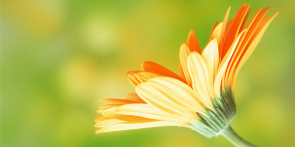 (600x300, 23Kb)