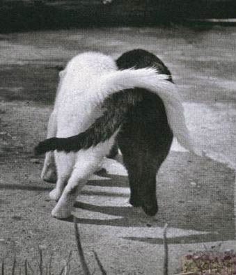  (339x395, 34Kb)