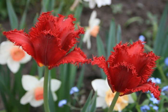 Image00029 (699x466, 62 Kb)