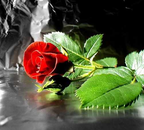16239328_1067355 (502x455, 23 Kb)