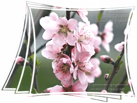  2 (530x398, 373 Kb)