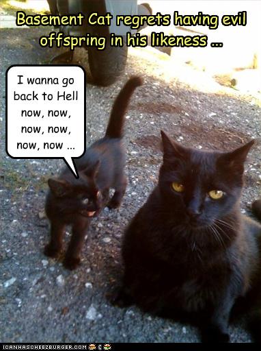 Black cats' dialogue