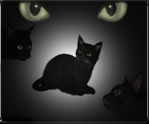 в какой стране черная кошка приносит удачу. 57447732 1242722816 the black cat clan. в какой стране черная кошка приносит удачу фото. в какой стране черная кошка приносит удачу-57447732 1242722816 the black cat clan. картинка в какой стране черная кошка приносит удачу. картинка 57447732 1242722816 the black cat clan. У славян черная кошка – символ несчастья, а ведь в каких-то странах она приносит удачу. Поверьям, связанным в ней, уже не одна сотня лет, и научно доказано, что темный окрас совершенно не меняет характер животного.