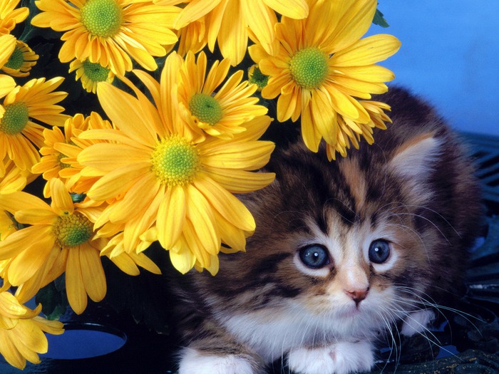 wallpapers_cats_627 (700x525, 129 Kb)