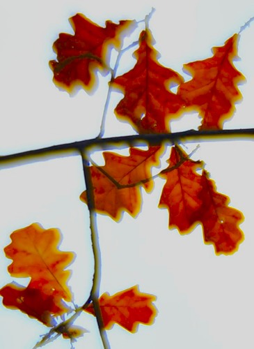  (365x500, 36Kb)