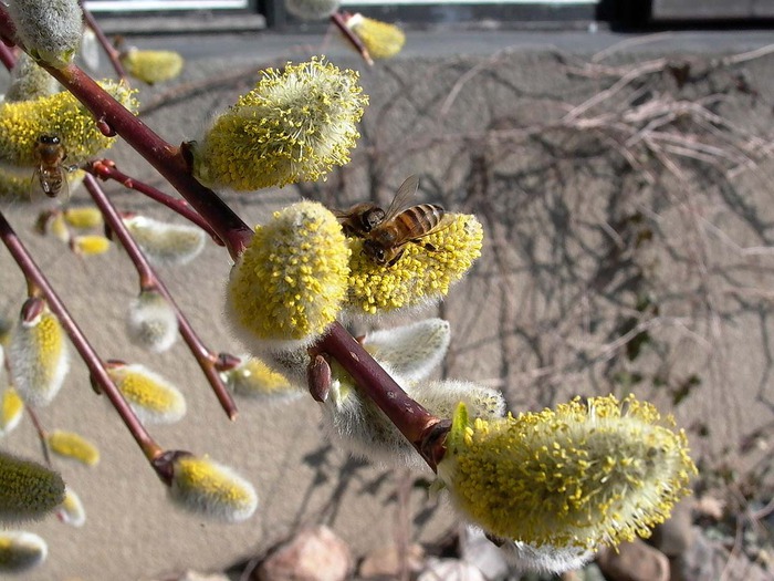 photo27 (700x525, 122 Kb)